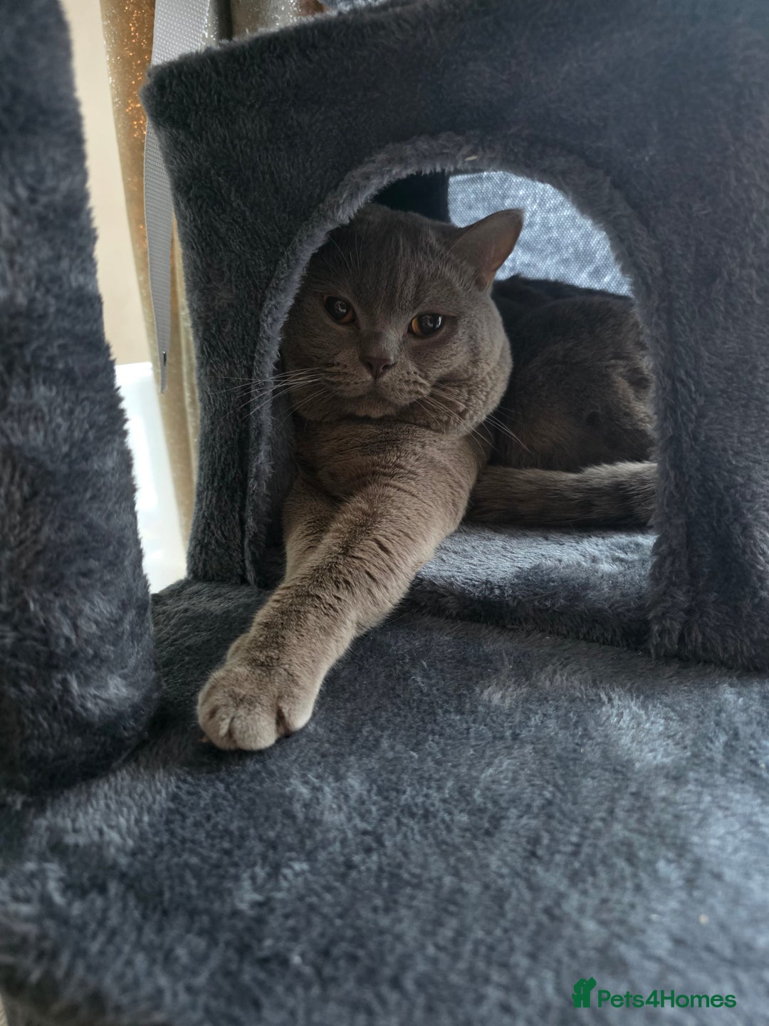 British Shorthair cats for sale: Beautifu Purebred British Shorthair Male (Lilac)  - Advert 3