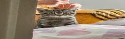 Mixed Breed cats for sale: Fifi - lovely tabby cat - Advert 3