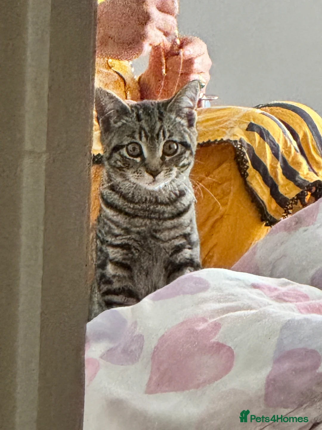 Mixed Breed cats for sale: Fifi - lovely tabby cat - Advert 3