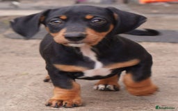 Miniature Dachshund dogs for sale: 🎀chocolate miniature dachshund 🐾🐨😺  🎀 - Image 5