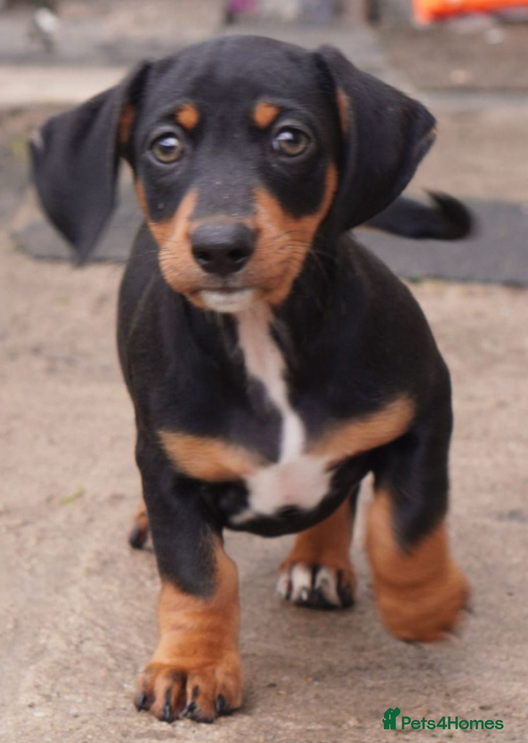 Miniature Dachshund dogs for sale: 🎀chocolate miniature dachshund 🐾🐨😺  🎀 - Image 5