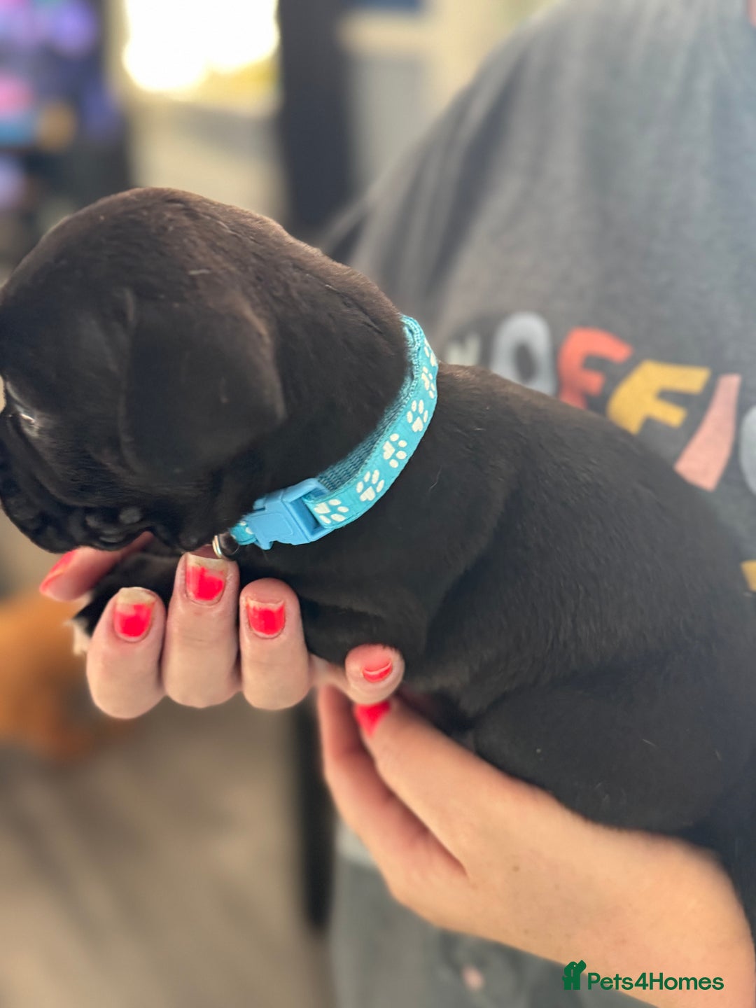 Mixed Breed dogs for sale: American bulldog (not bully) x cocker spaniel  - Image 6