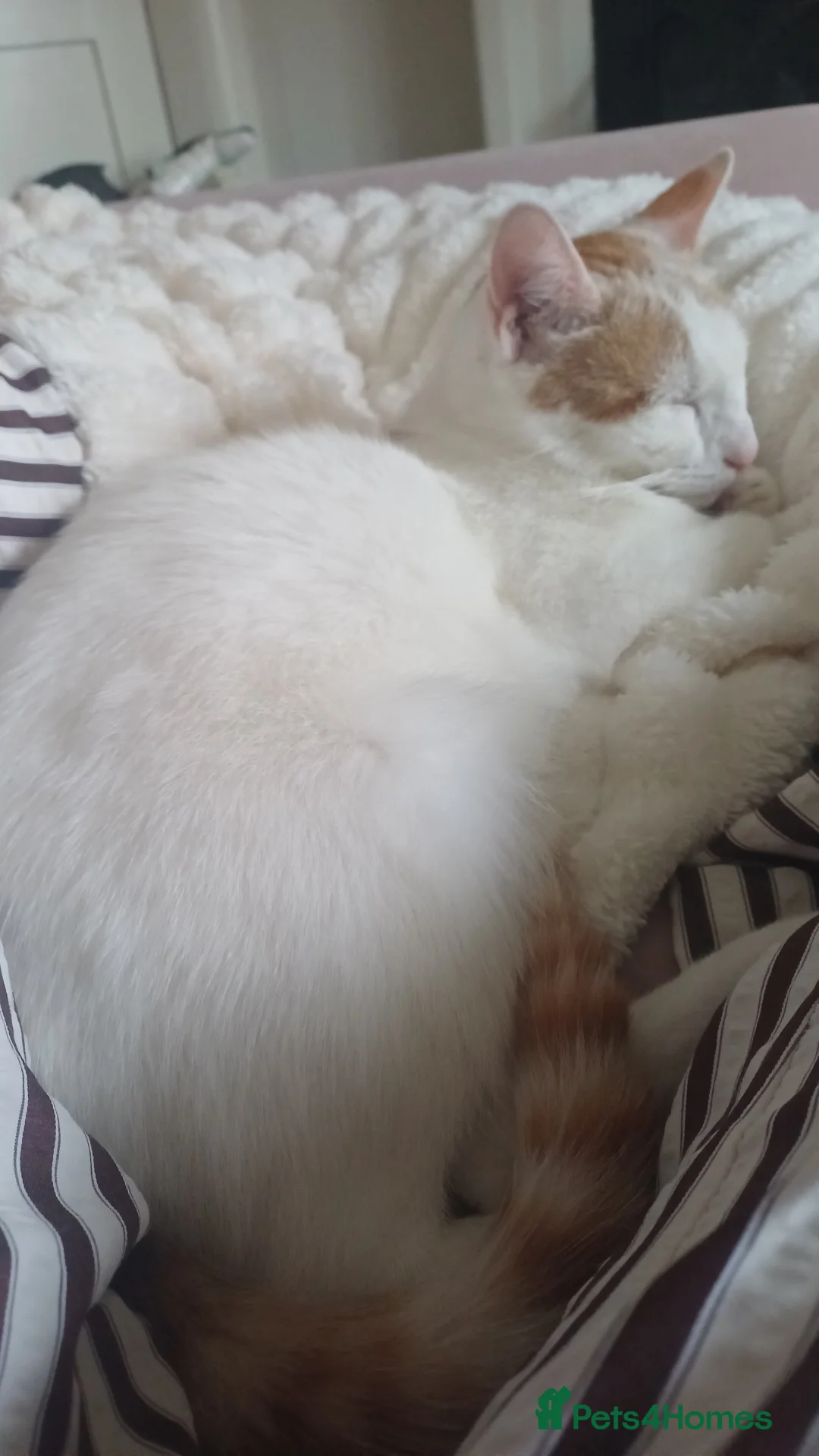 Mixed Breed cats for sale: Lovely black and white female kittens for sale - Advert 2
