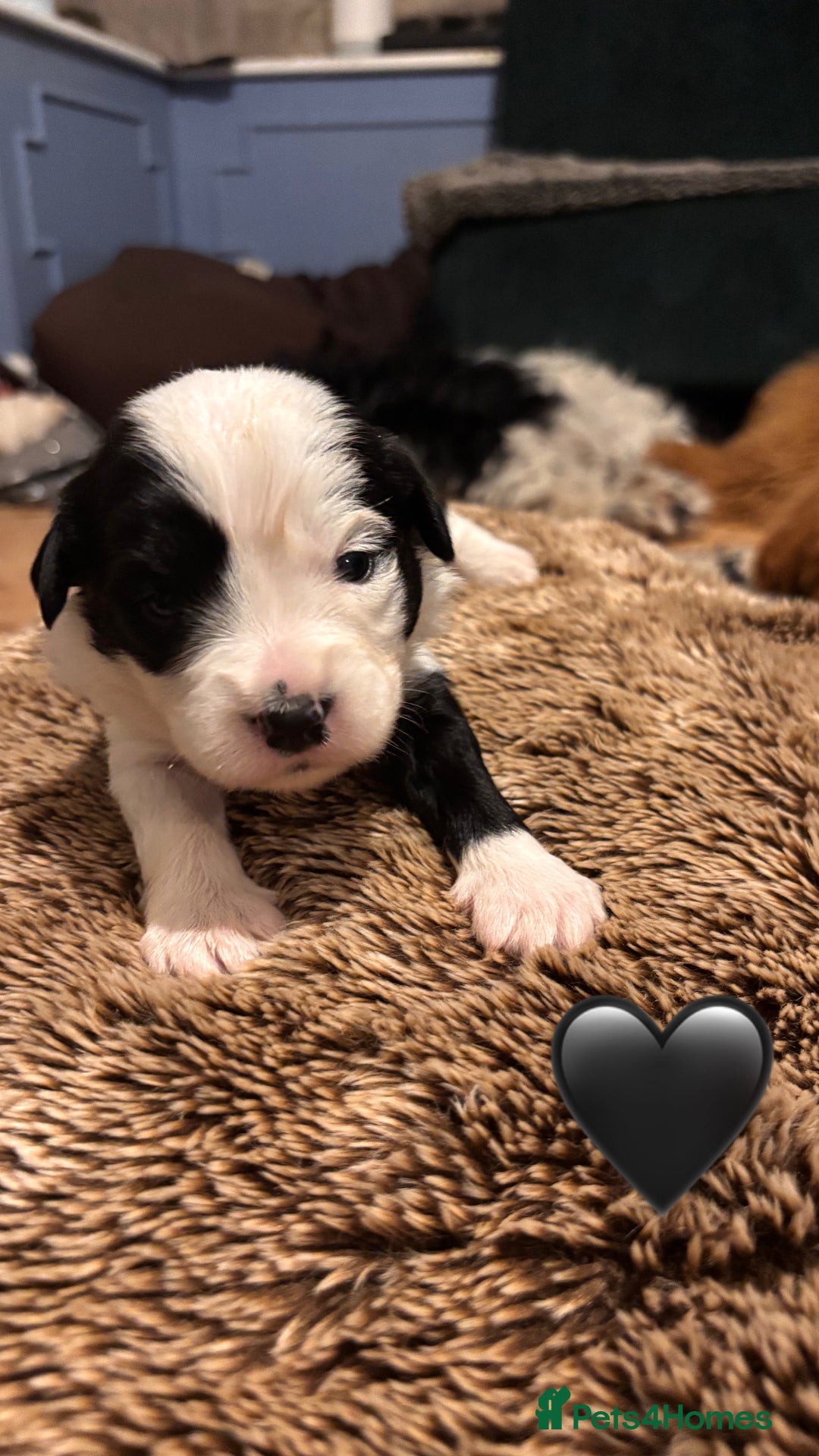 Tibetan Terrier dogs for sale: Tibetan Terrier puppies for sale  - Advert 6