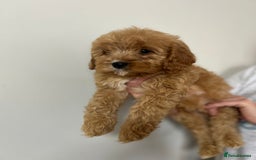 Cavapoo dogs for sale: Cavapoos  - Image 4