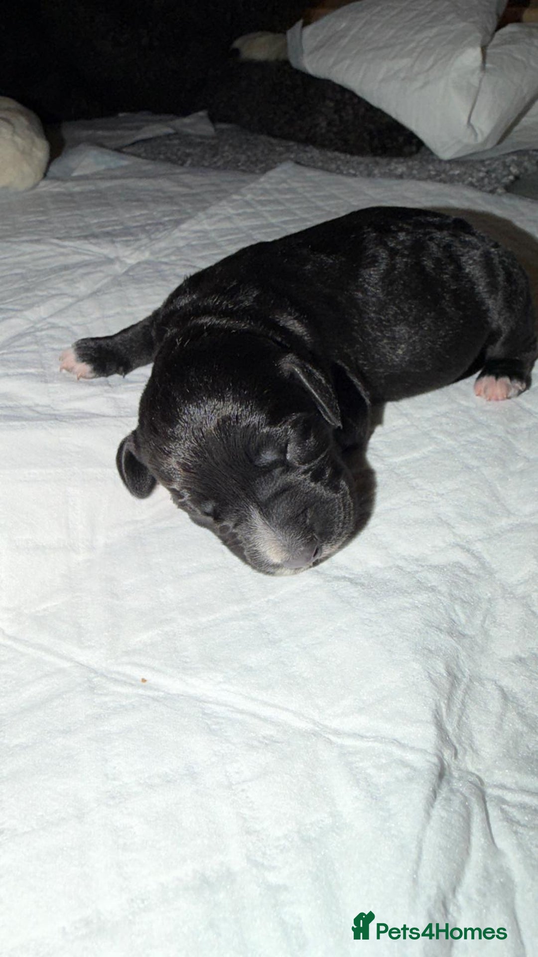 Mixed Breed dogs for sale: Rare Dalmadoodles - Image 8