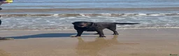 Labrador Retriever dogs for stud: Marley  in Wisbech - Advert 2