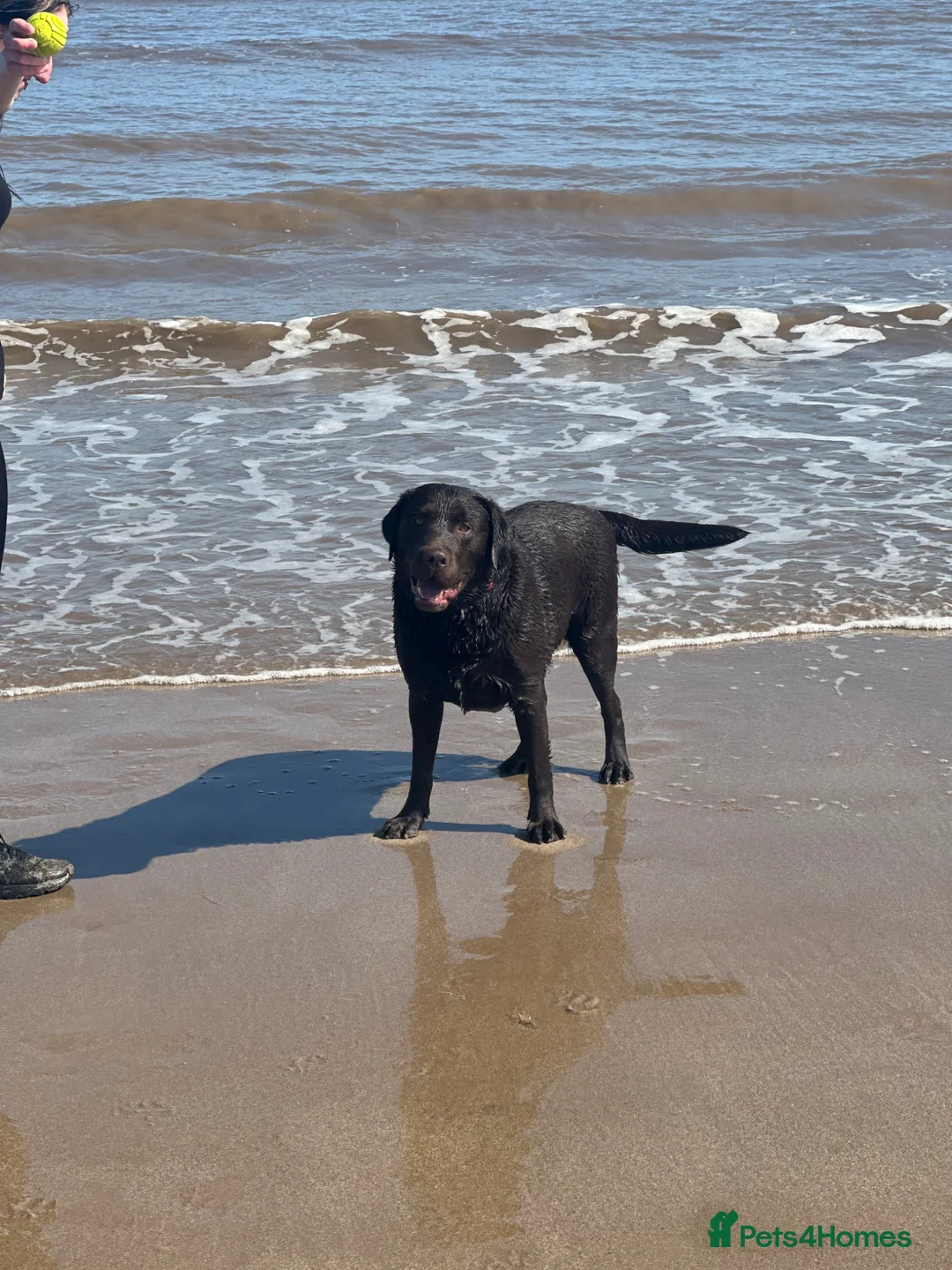 Labrador Retriever dogs for stud: Marley  in Wisbech - Advert 2