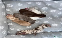 Miniature Dachshund dogs for sale: Dolly mixture dapple/piebald  - Image 15