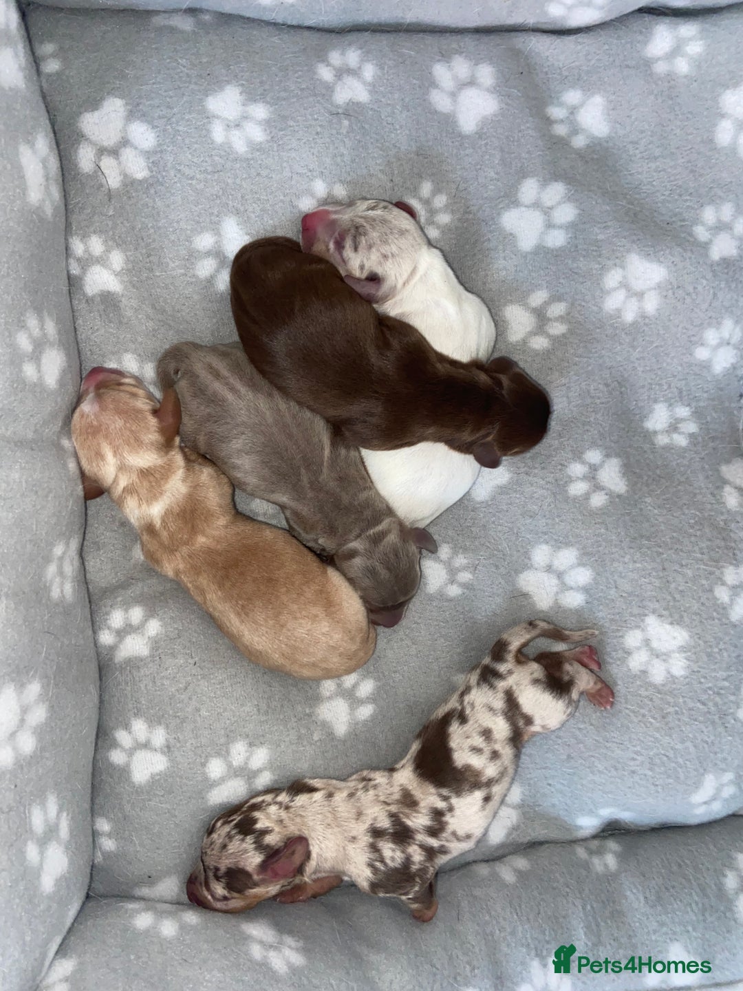 Miniature Dachshund dogs for sale: Dolly mixture dapple/piebald  - Image 15