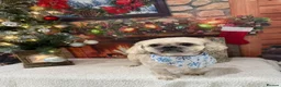 Shih Tzu dogs for sale: Obi (shitzu)  Evie (jackauwawa) in Chester-le-Street - Advert 3