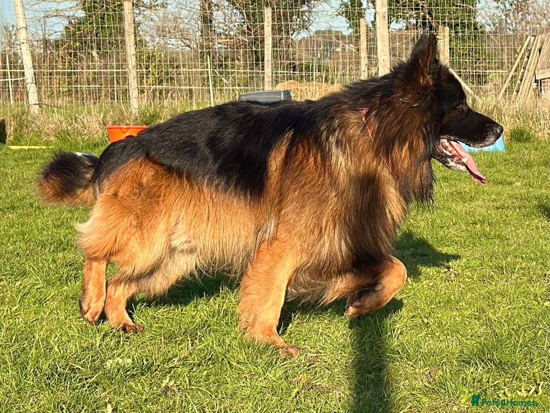 German Shepherd dogs for stud: BIG BONDED LONG HAIRED GERMAN SHEPHERD STUD - Advert 3