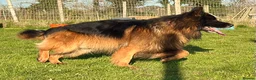 German Shepherd dogs for stud: BIG BONDED LONG HAIRED GERMAN SHEPHERD STUD - Advert 3