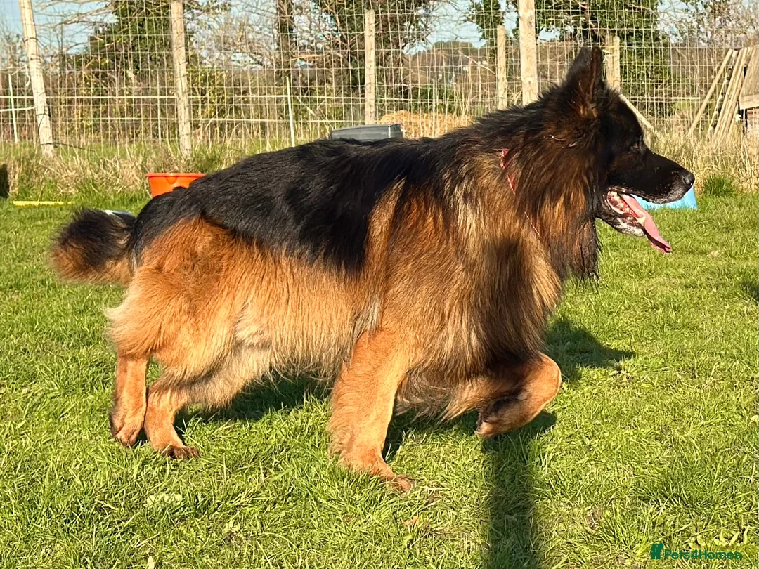 German Shepherd dogs for stud: BIG BONDED LONG HAIRED GERMAN SHEPHERD STUD - Advert 3