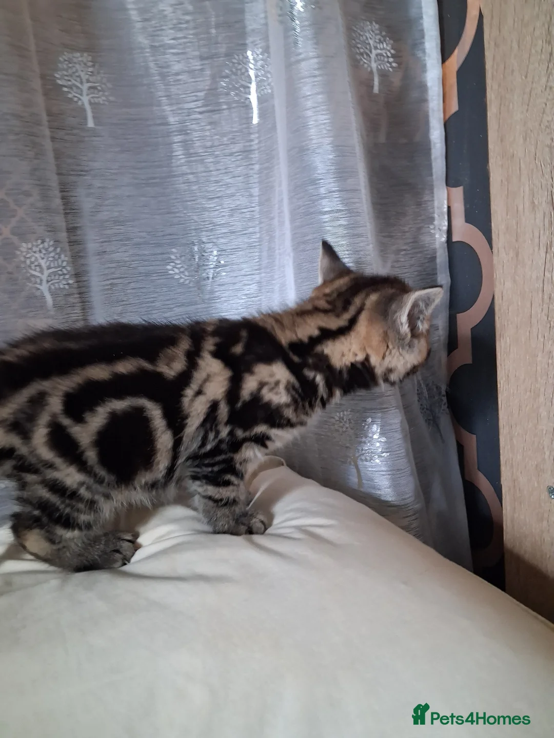 Mixed Breed cats for sale: 3 beautiful female kittens - Advert 2