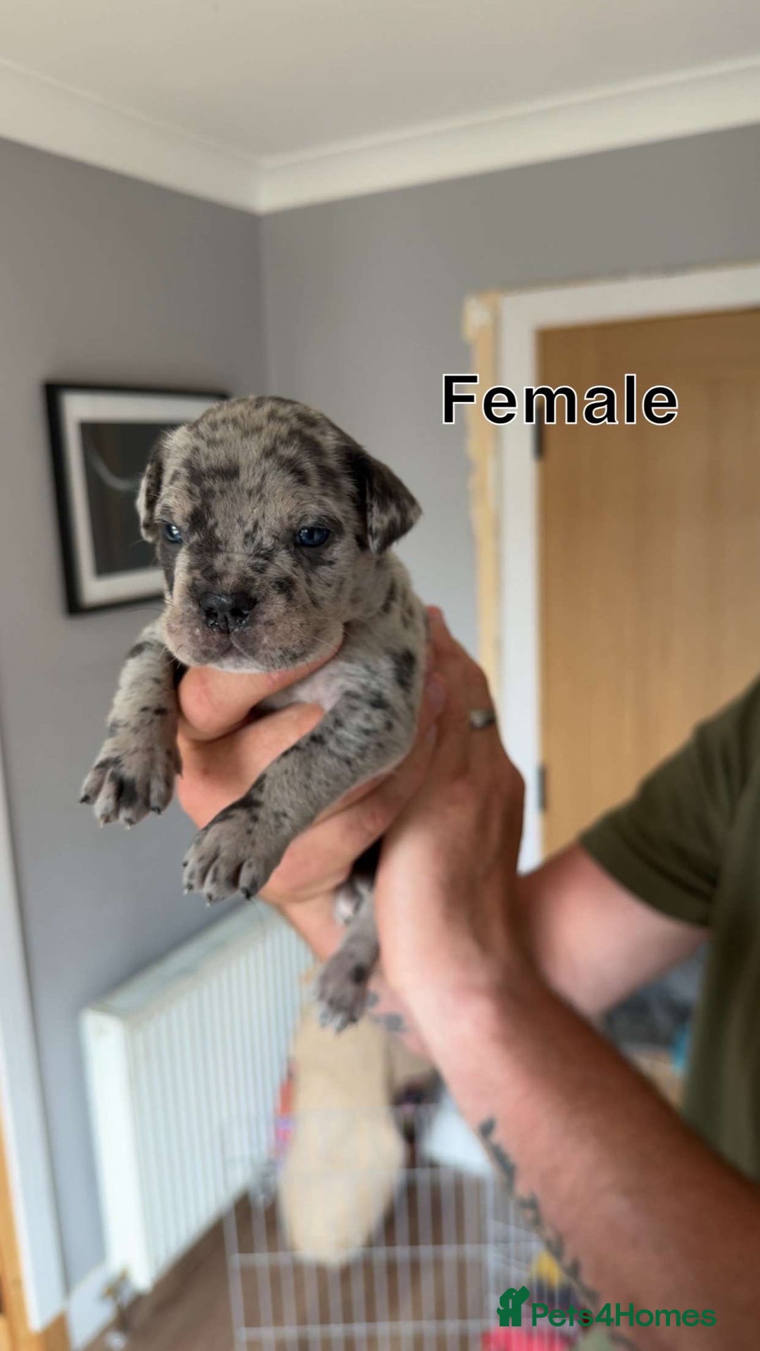 Cane Corso dogs for sale: Cane Corso Puppies - Image 8