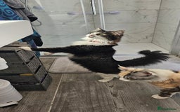 Mixed Breed cats for sale: Unique mixed breed stunning girl - Image 6