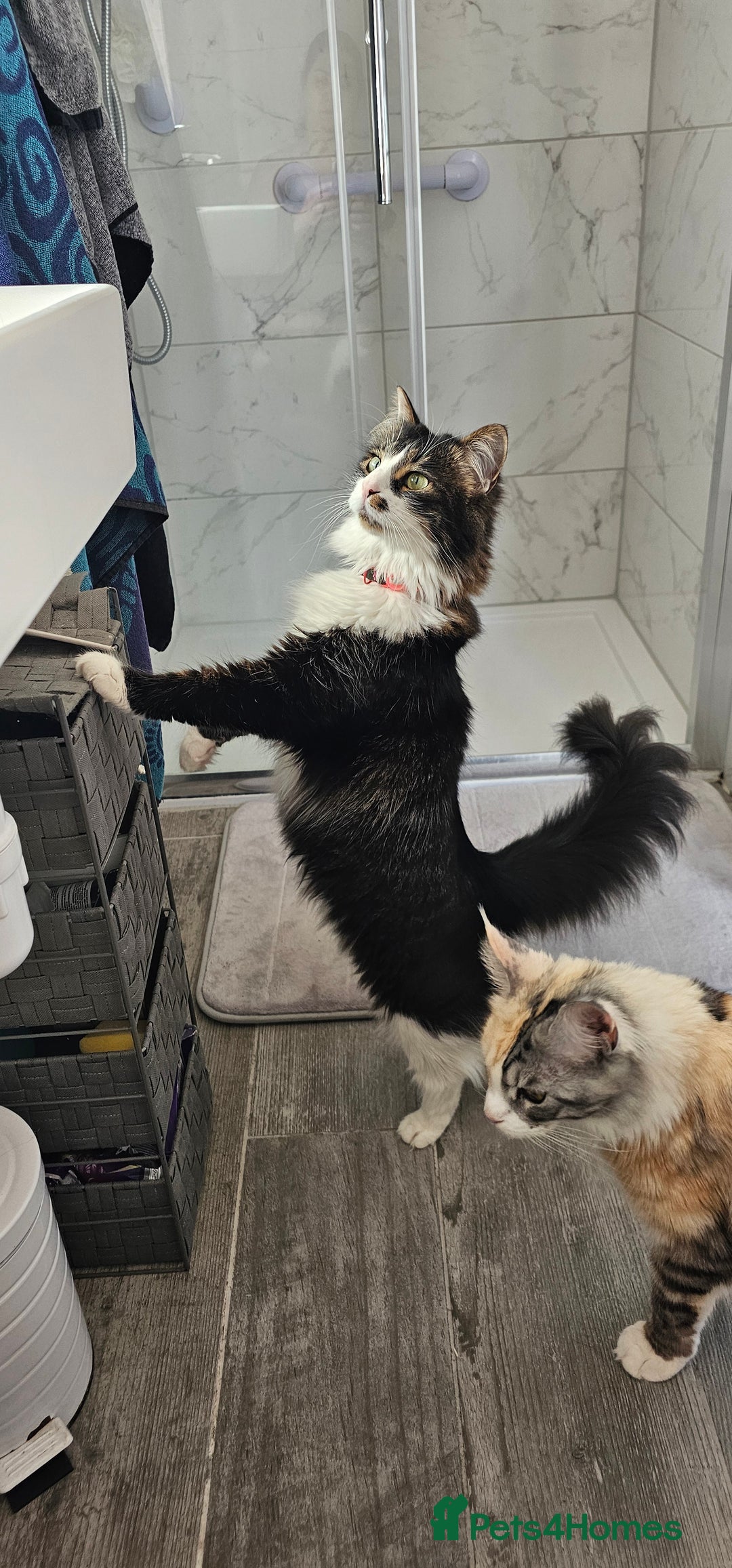 Mixed Breed cats for sale: Unique mixed breed stunning girl - Image 6
