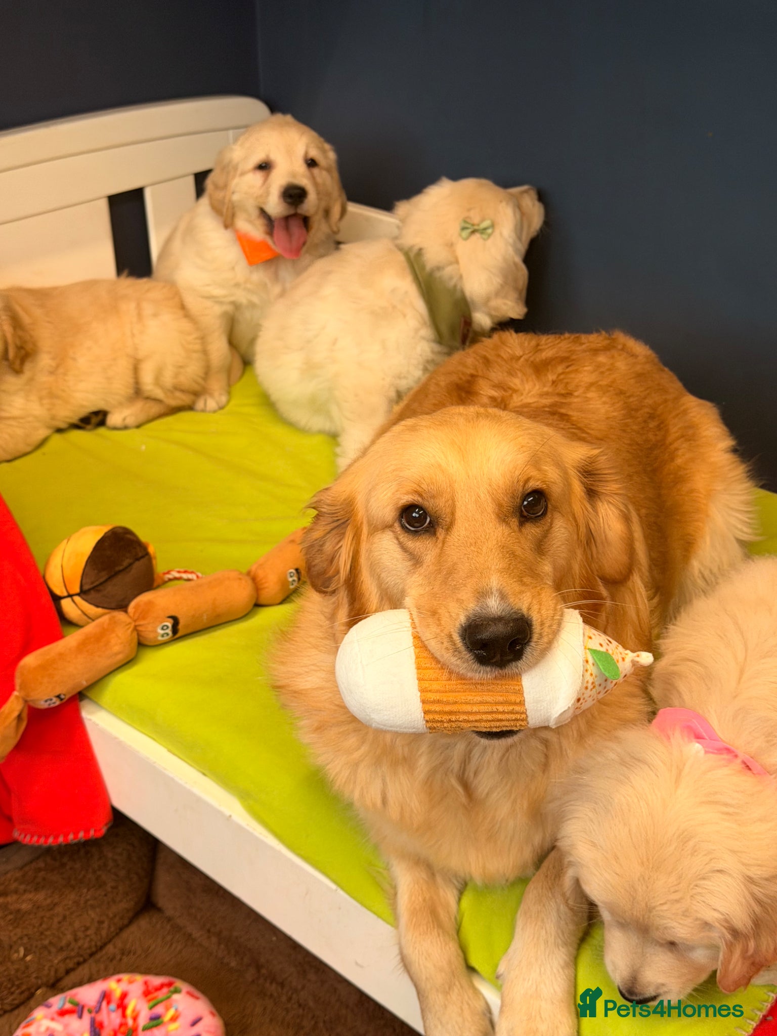 Golden Retriever dogs for sale: 🐶 Gorgeous Chunky type Golden Retriever Puppies🐶 - Advert 23