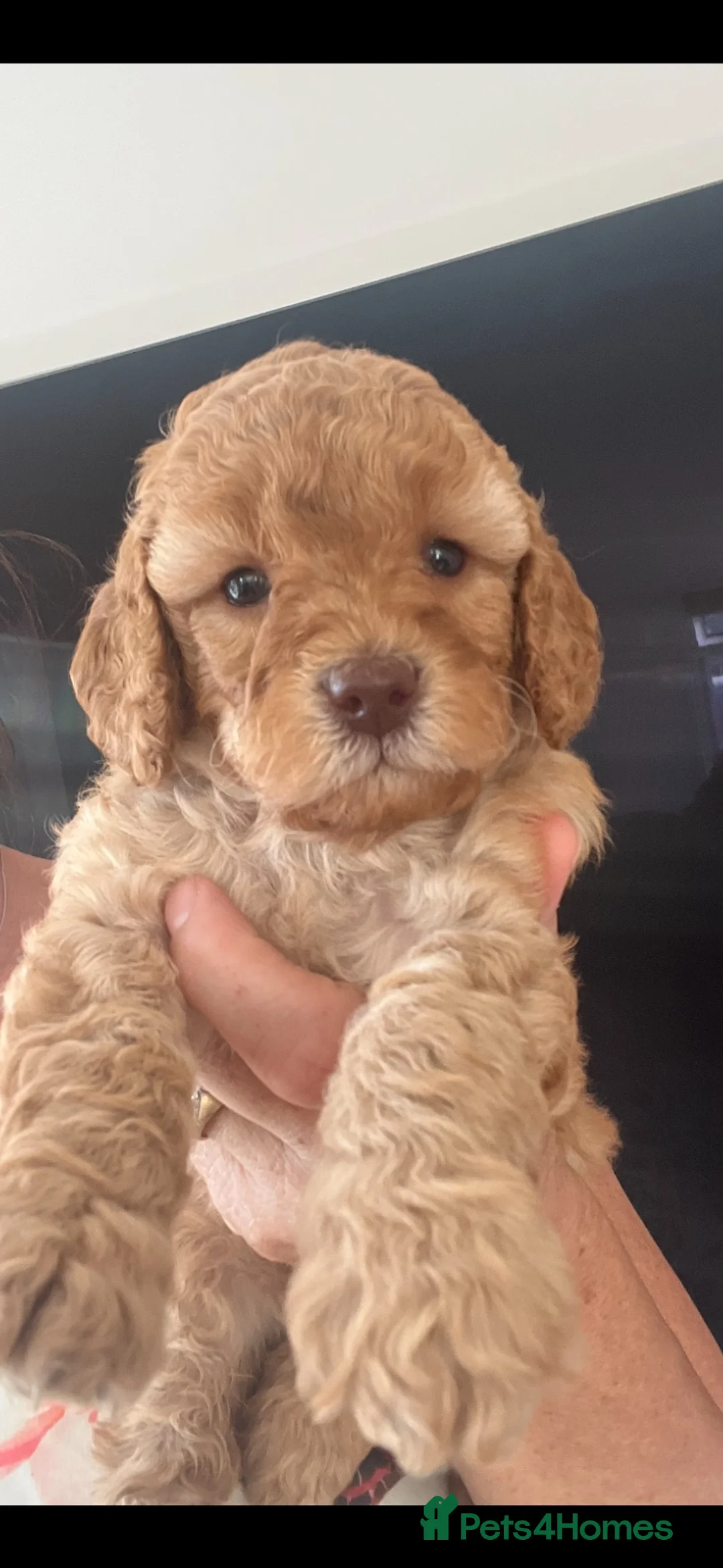 Cockapoo dogs for sale: Stunning Cockapoo Puppies - Advert 2