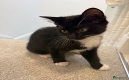 Mixed Breed cats for sale: Two Cow Cat for SALE - Image 7