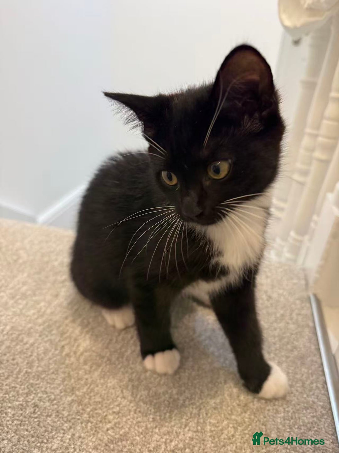 Mixed Breed cats for sale: Two Cow Cat for SALE - Image 7