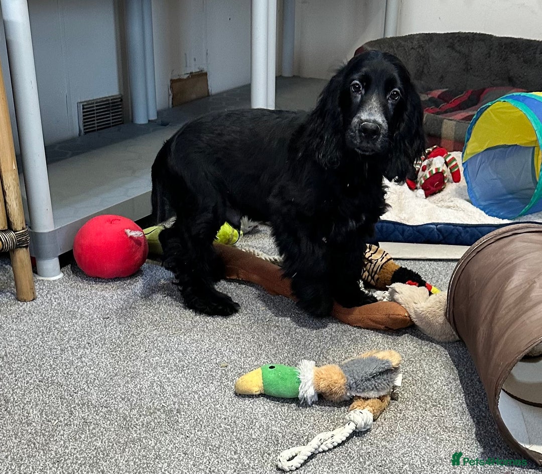 Cocker Spaniel dogs for sale: Handsome 4 month old black boy - Advert 13