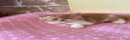 Persian cats for sale: 💕 Beautiful Kittens 💕 - Advert 19