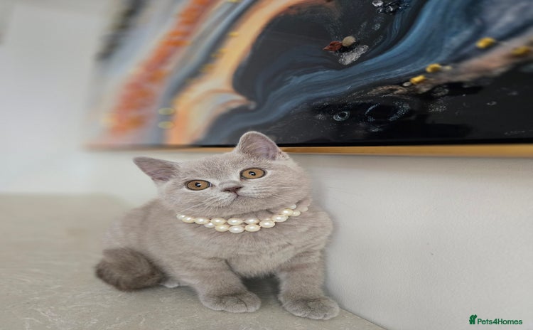 British Shorthair cats - Advert 16