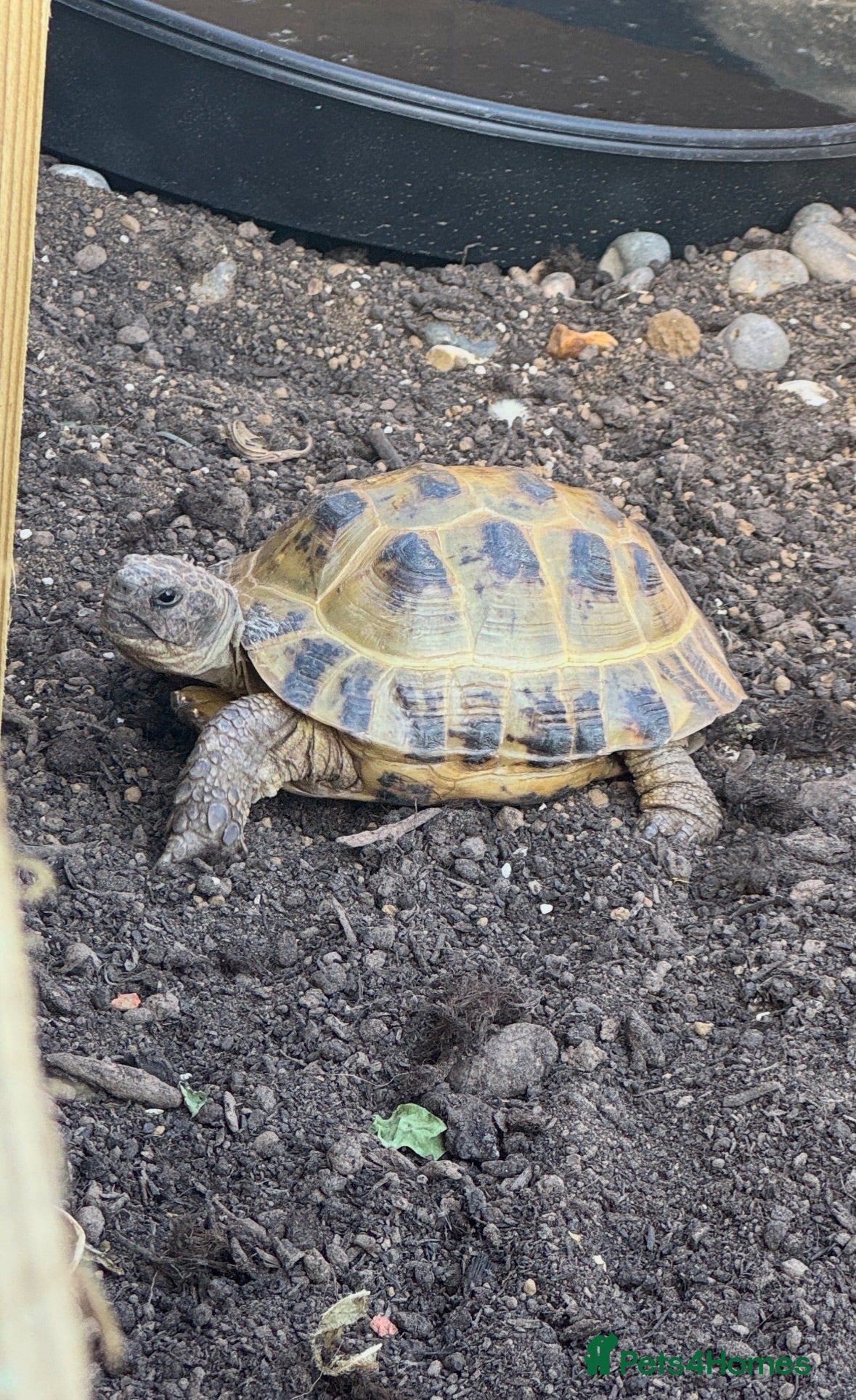 Tortoise reptiles Horsefield Tortoise (Male) - Advert 7