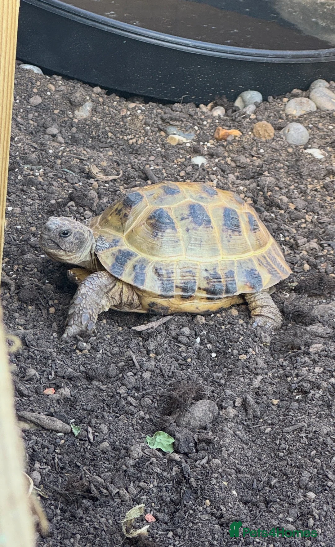 Tortoise reptiles for sale: Horsefield Tortoise (Male) - Advert 1
