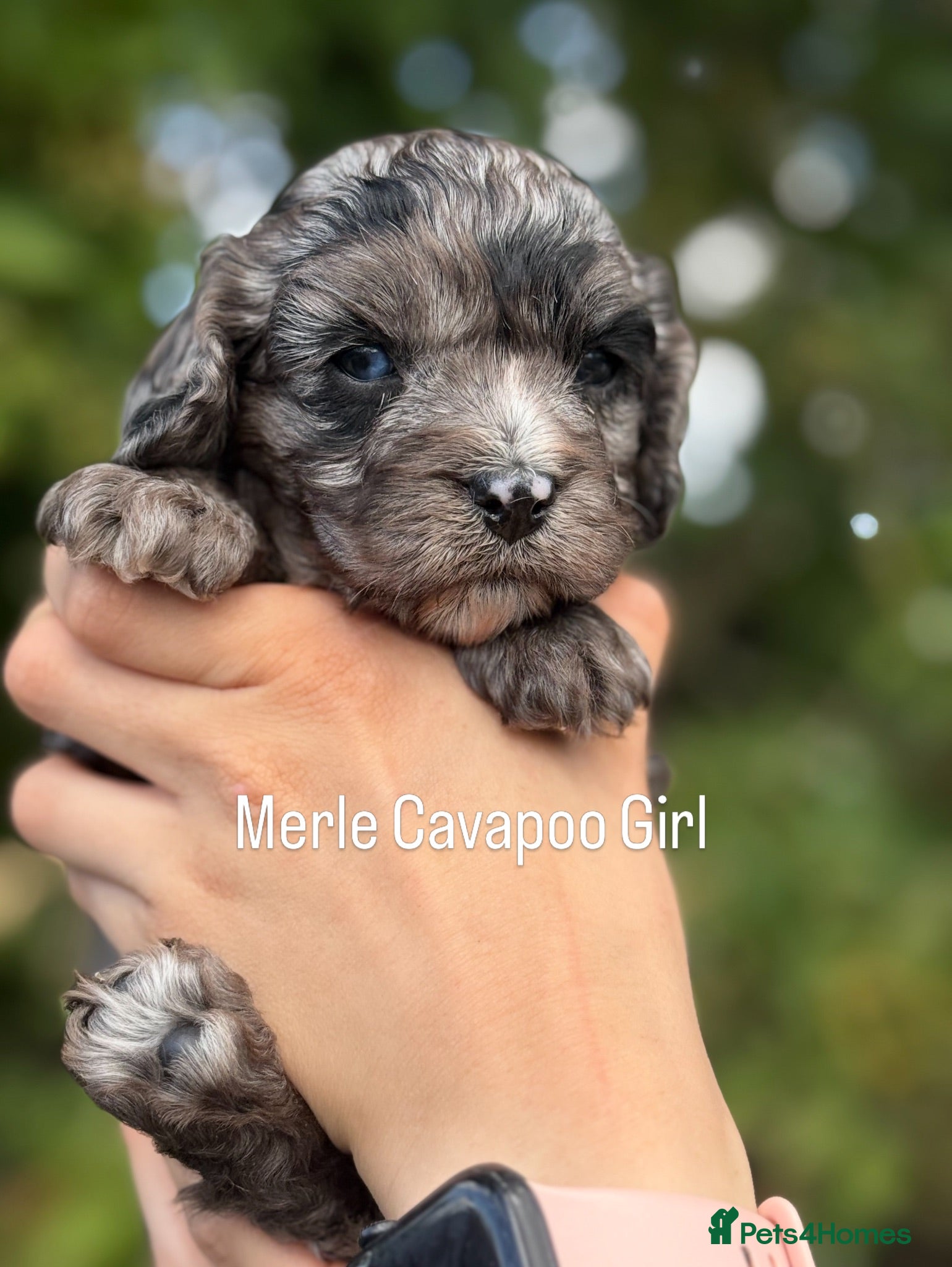 Cavapoo dogs F1 Cavapoo’s with Merles  - Advert 2