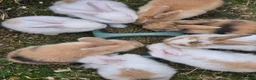 Mixed Breed rabbits for sale: REDUCED! Last boy!  - Advert 9