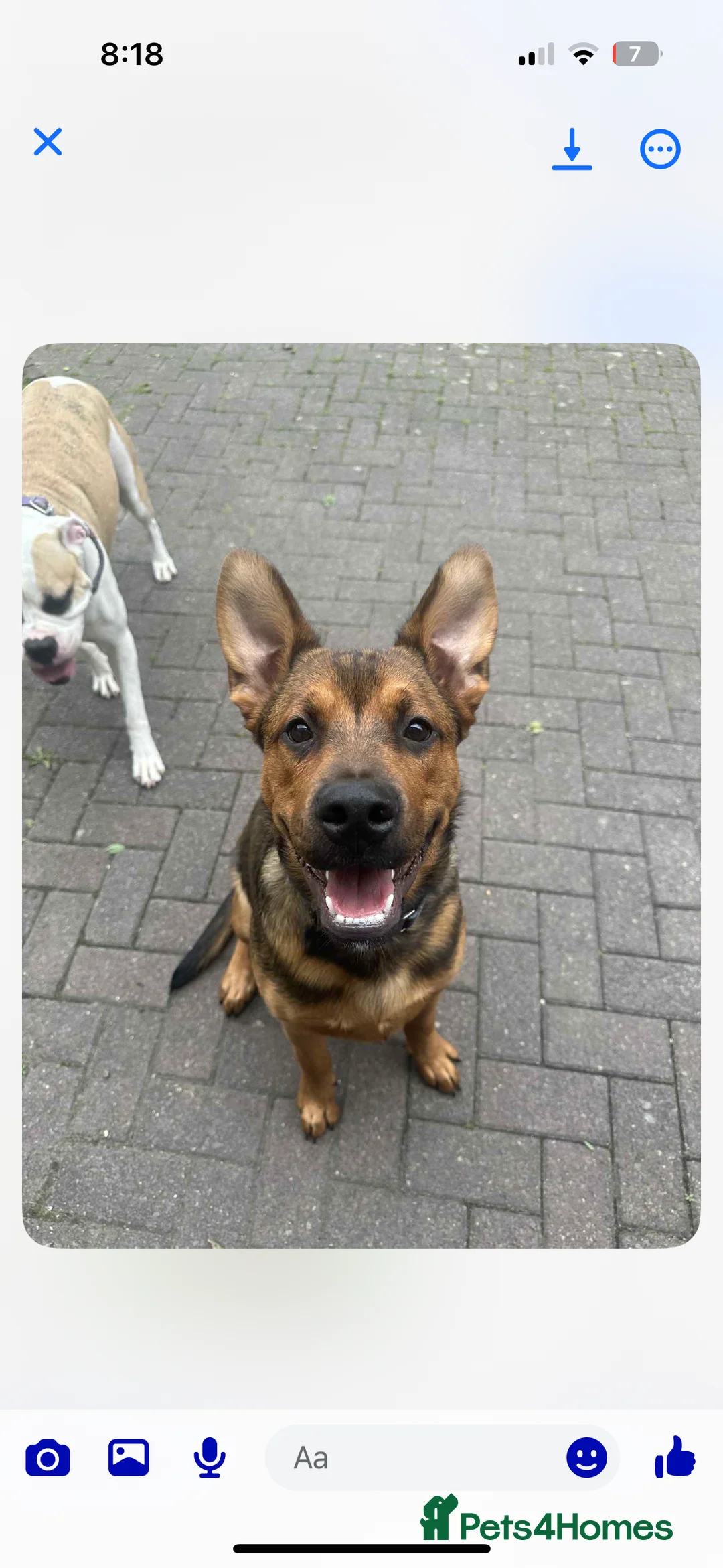 Mixed Breed dogs for sale: Jasper german shepherd cross - Advert 5