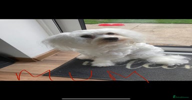 Maltipoo dogs - Advert 2
