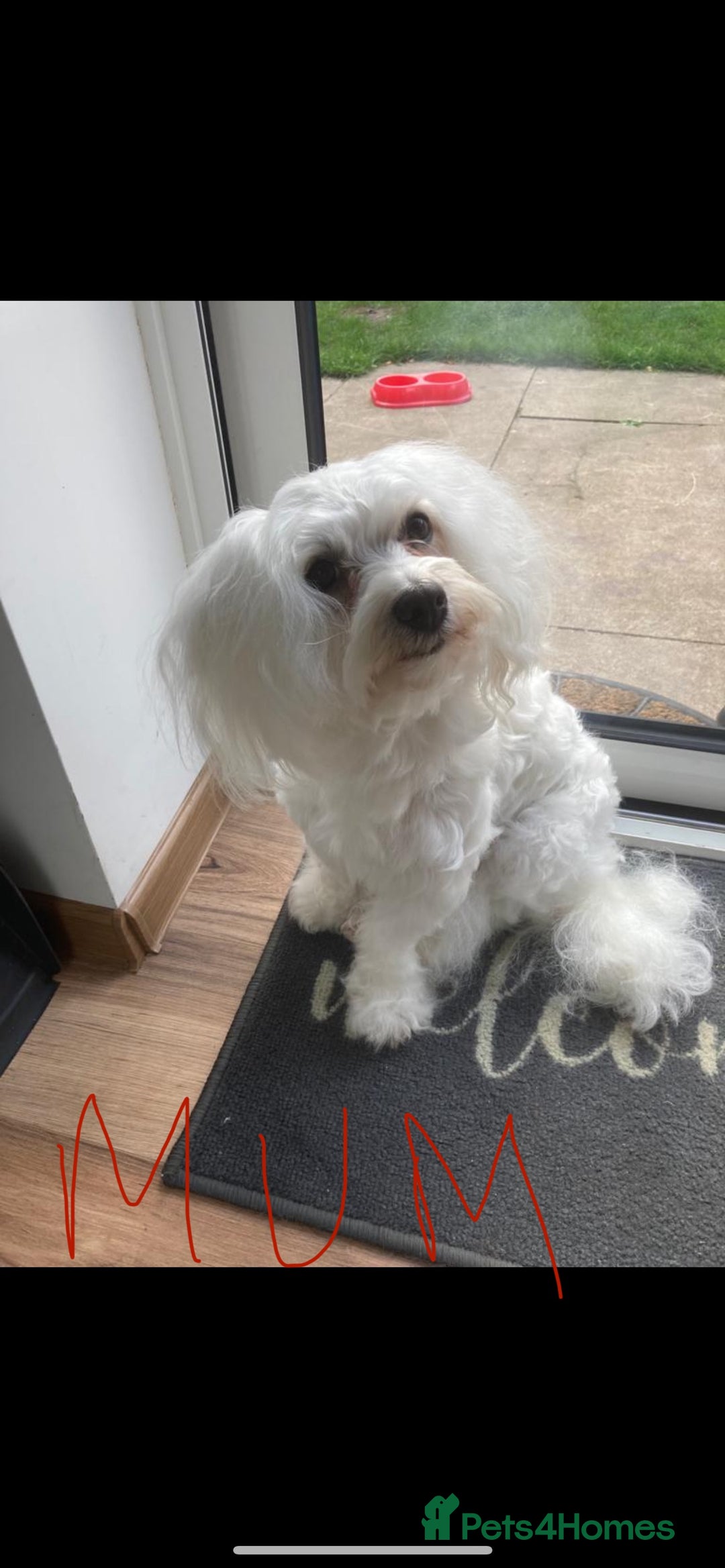 Maltipoo dogs for sale: Gorgeous Maltipoo Puppies - Image 3