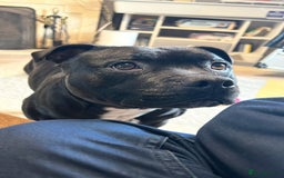 Staffordshire Bull Terrier dogs for stud: Staffordshire Bull Terrier  - Image 2