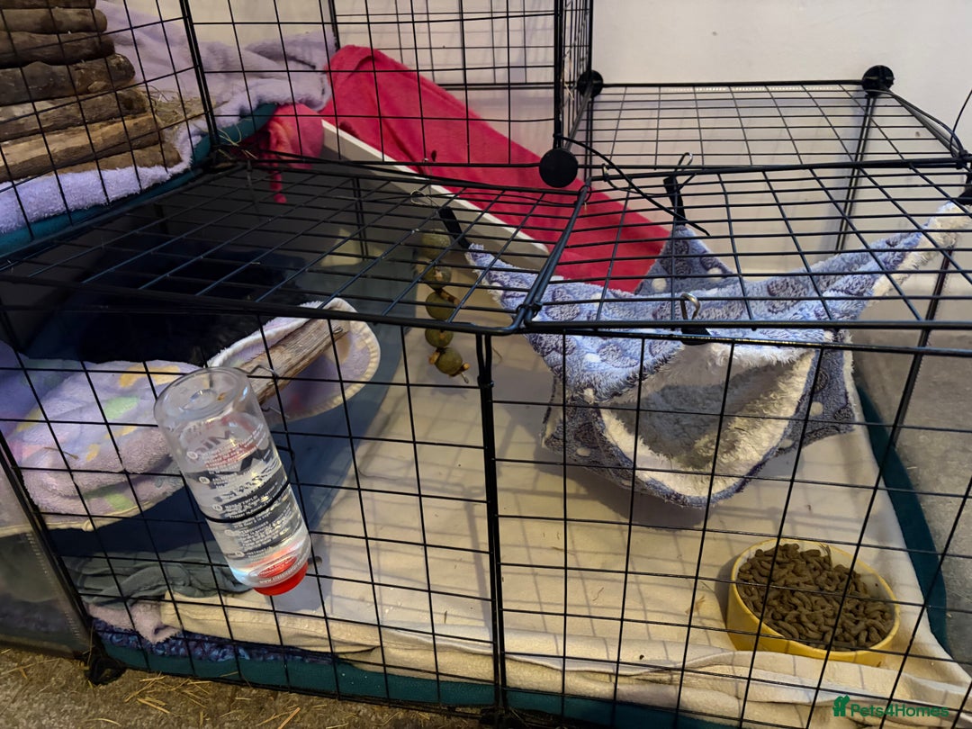 Guinea Pig rodents for sale: 2 female guinea pigs - 19 months - INDOOR ONLY - Advert 5