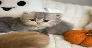 British Shorthair cats - Advert 3