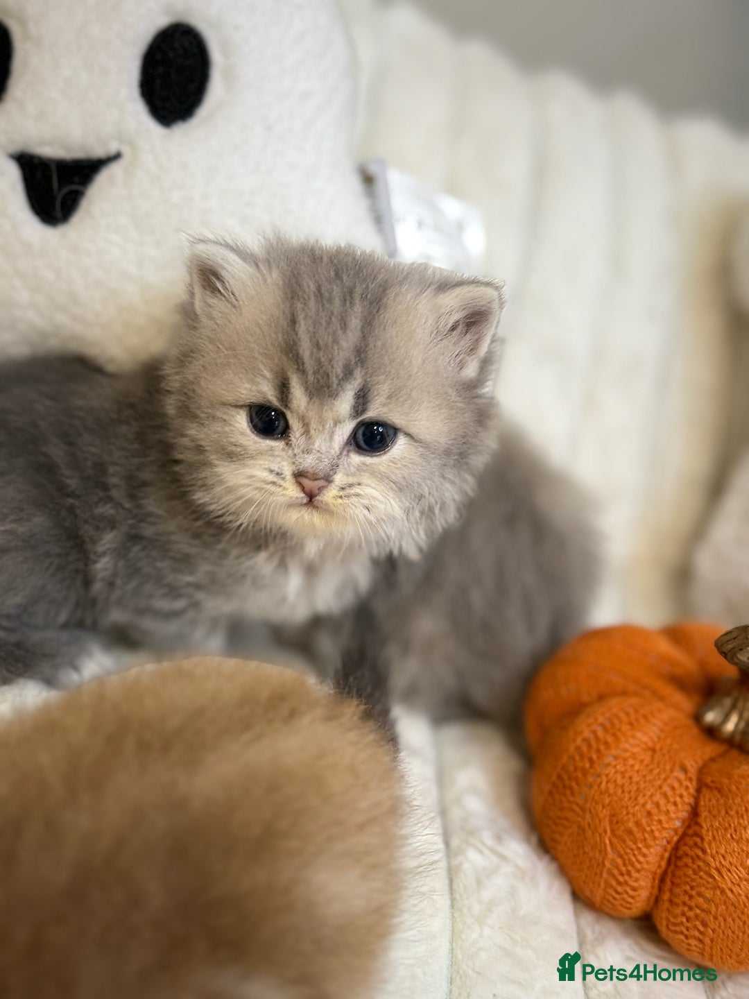 British Shorthair cats for sale: Affectionate lap cats health tested parents  - Image 3
