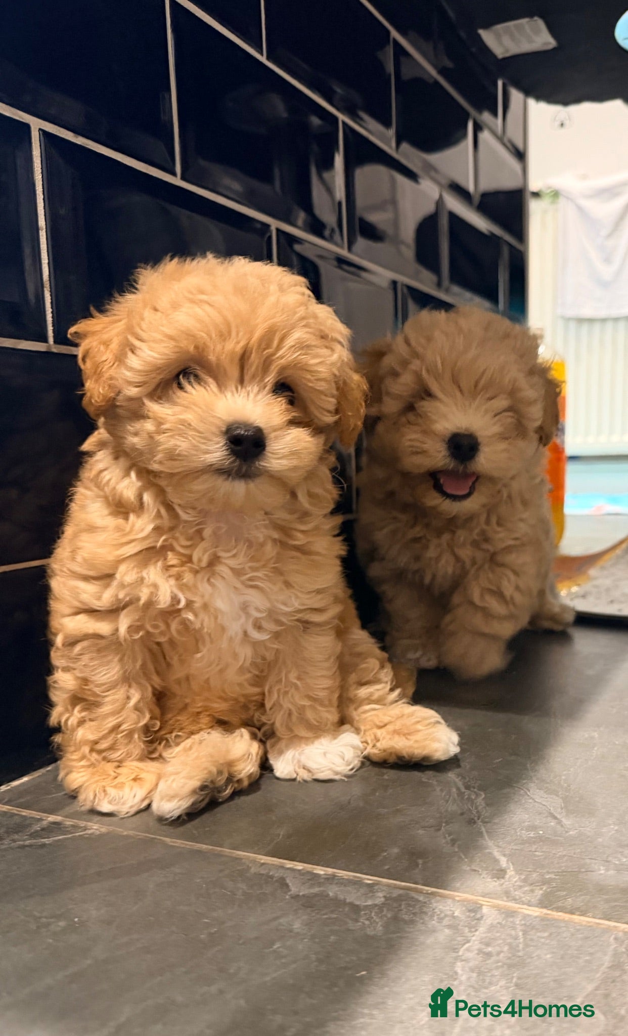 Maltipoo dogs 4 small and adorable puppies 🧸 - Advert 2