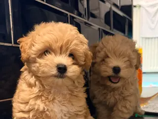 Maltipoo dogs 4 small and adorable puppies 🧸 - Advert 2