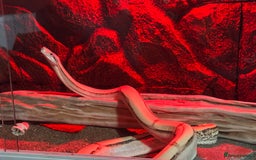Boa Snake reptiles for sale: Super Albino Motley Boa Bwc - Image 3
