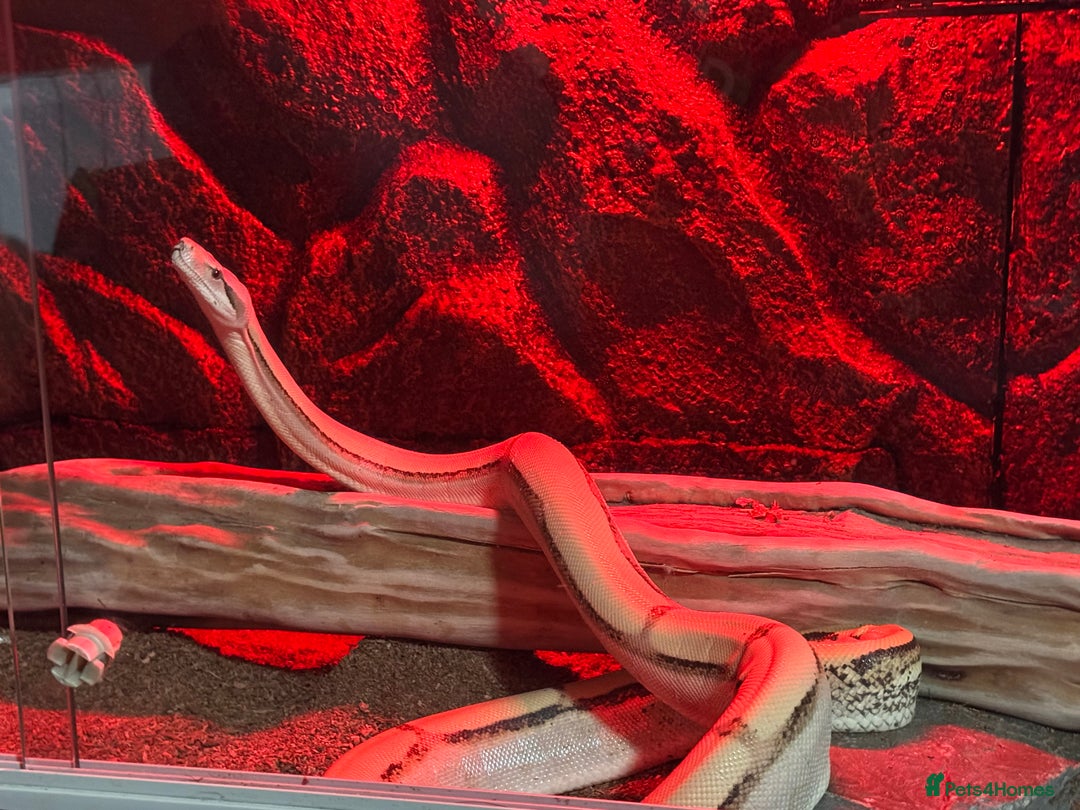 Boa Snake reptiles for sale: Super Albino Motley Boa Bwc - Image 3