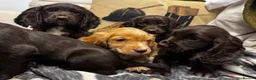 Cocker Spaniel dogs for sale: 🐾 Beautiful Working Cocker Spaniel Puppies 🐾 - Advert 3