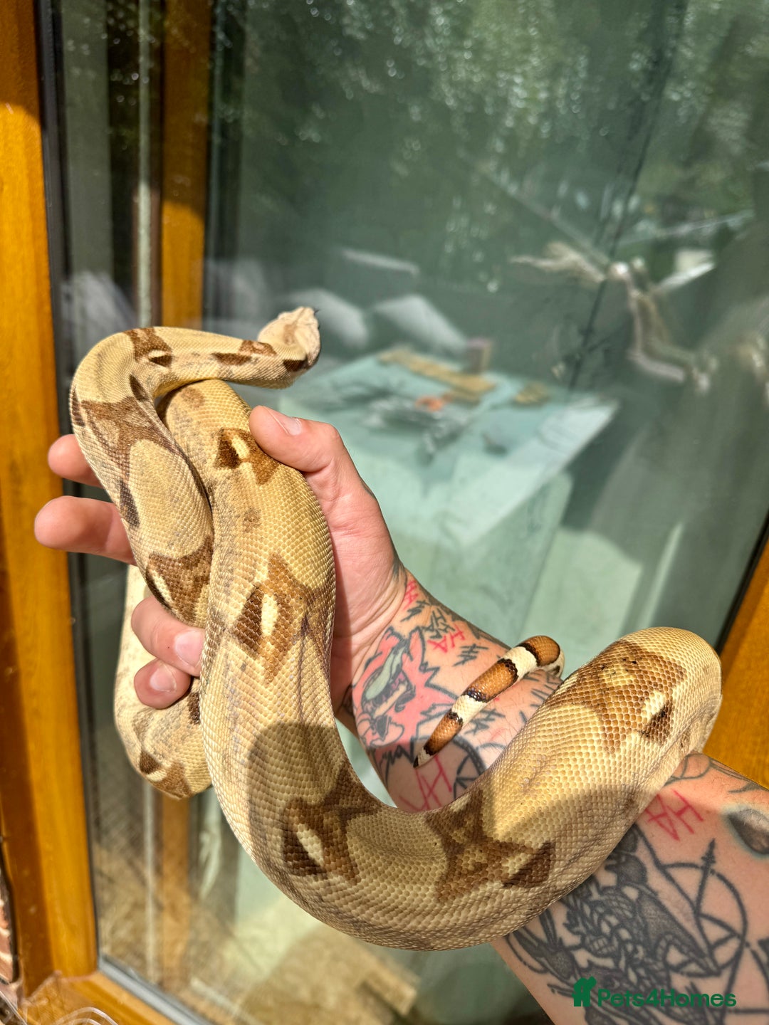 Boa Snake reptiles for sale: 2x Hypo Boas with setups - Image 2