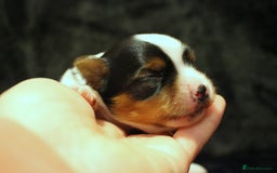 Biewer Terrier dogs for sale: Stunning Biewer girl Licensed breeder Health test  - Image 10
