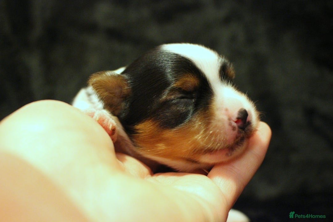 Biewer Terrier dogs for sale: Stunning Biewer girl Licensed breeder Health test  - Image 10
