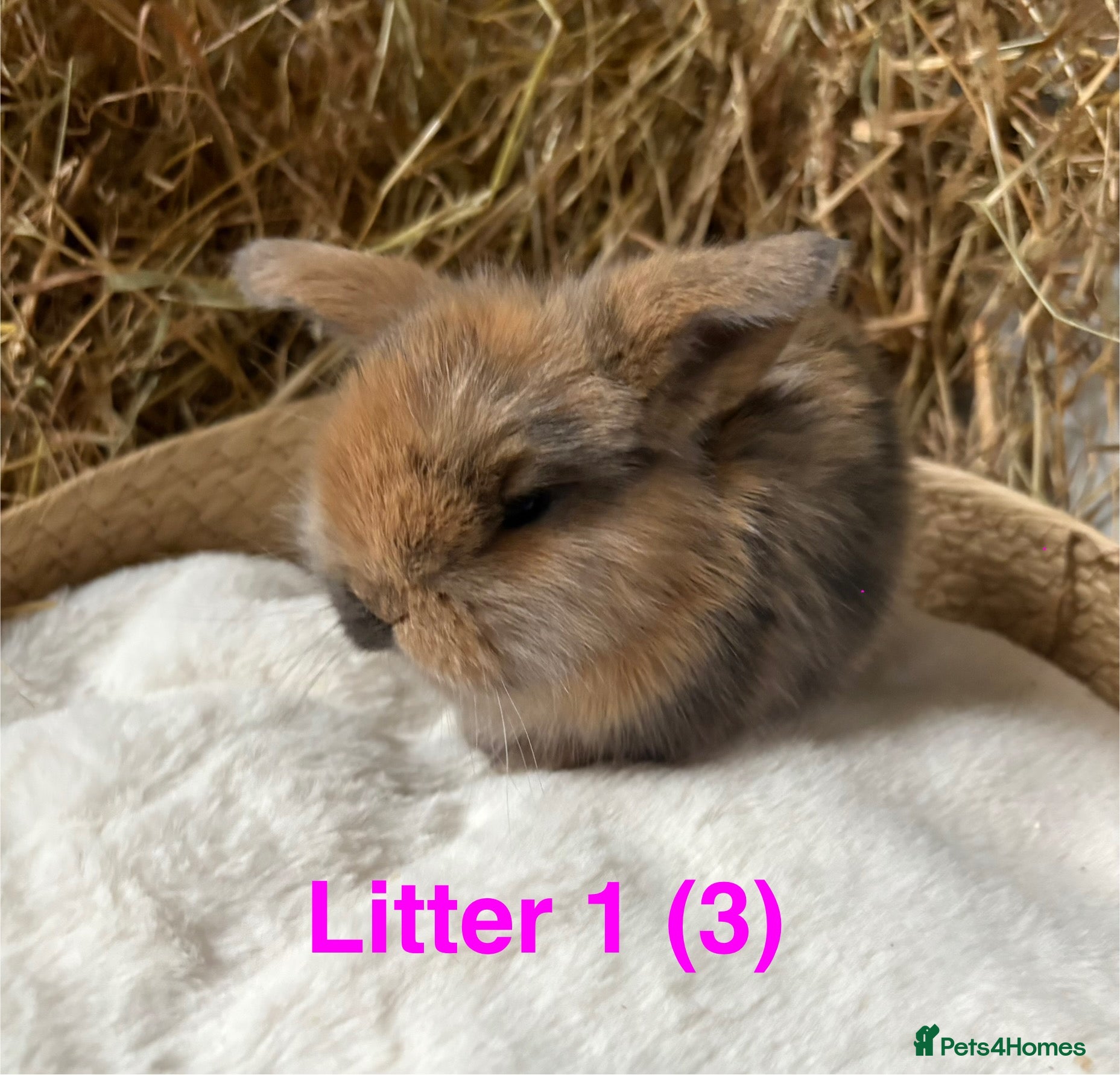 Mini Lop rabbits Mini lops for sale - Advert 8