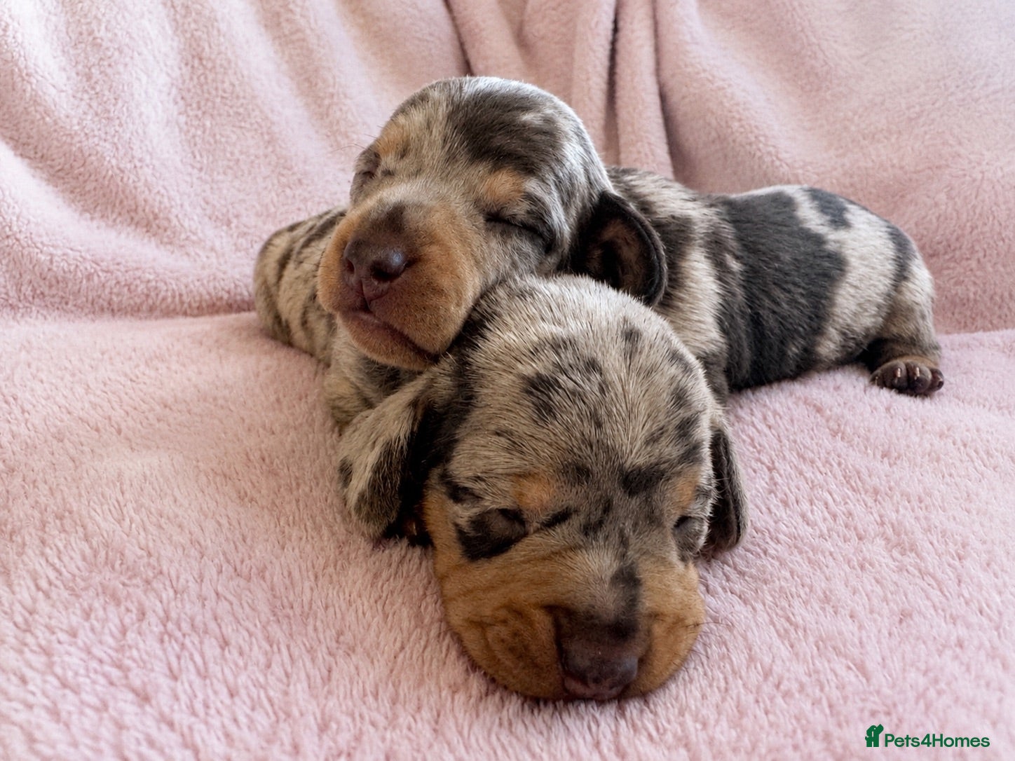 Miniature Dachshund dogs Dapple Miniature Dachshund Girl - Advert 1